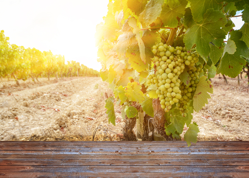 Scopri il vitigno Passerina e i suoi vini bianchi Scopri il vitigno Passerina e i suoi vini bianchi